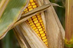 Insumos Agrícolas